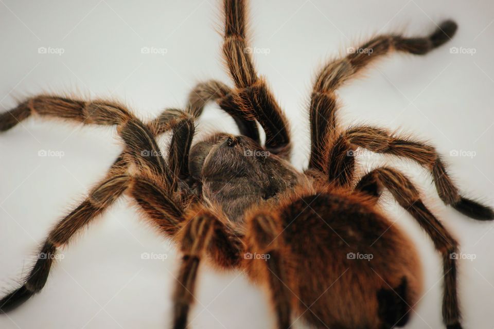 Tarantula on white background