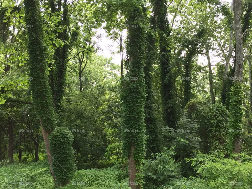 Camouflage 