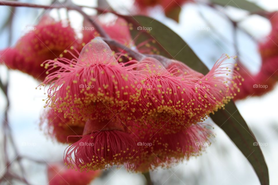 Flowering favourite of Australian native