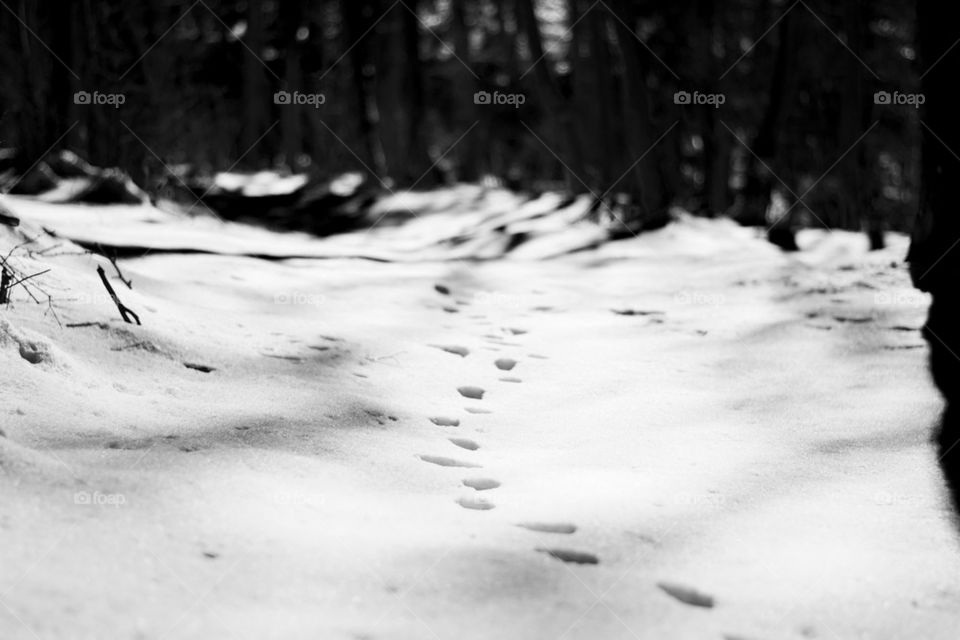 footsteps in snow