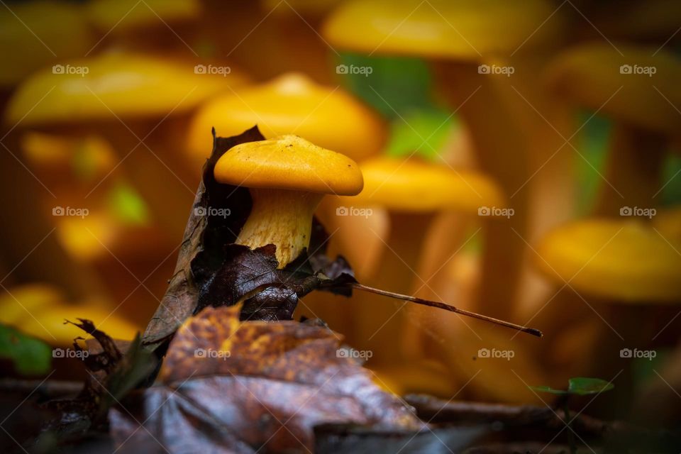 A small Eastern Jack-o’-lantern mushroom emerges as moist leaves swaddle it like a newborn baby. Raleigh, North Carolina. 
