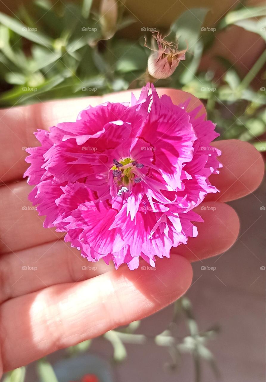 beautiful Chinese coronation pink flower in the hand close up, gardening