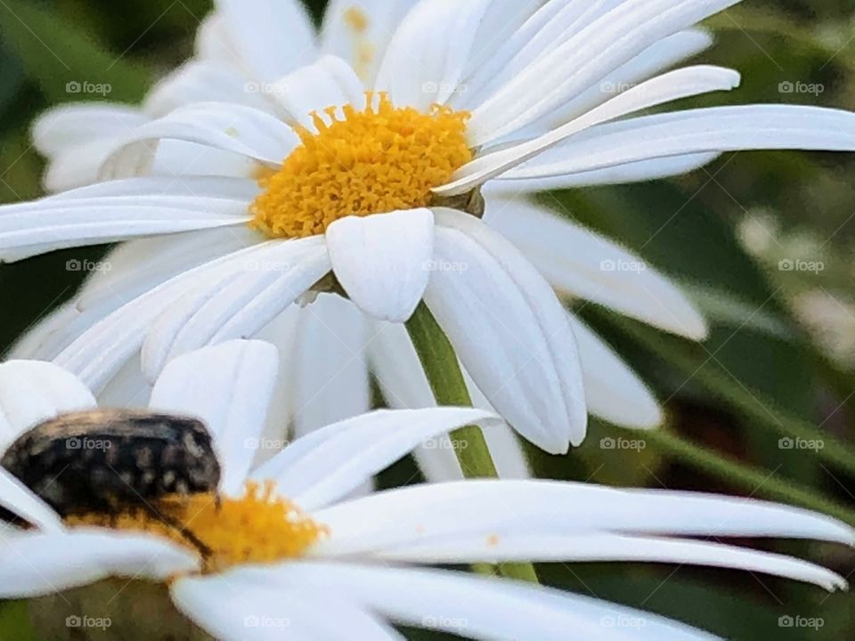 Marguerite 