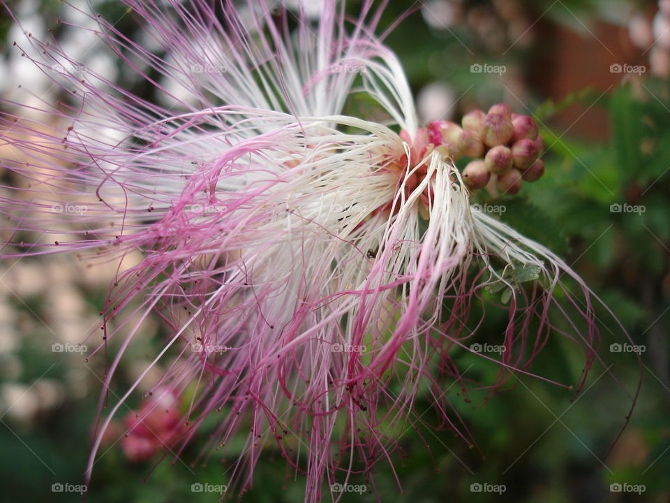 Exotic flower/Flor exótica