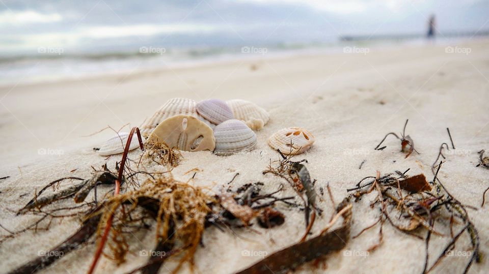 Sea shells and sand dollar 