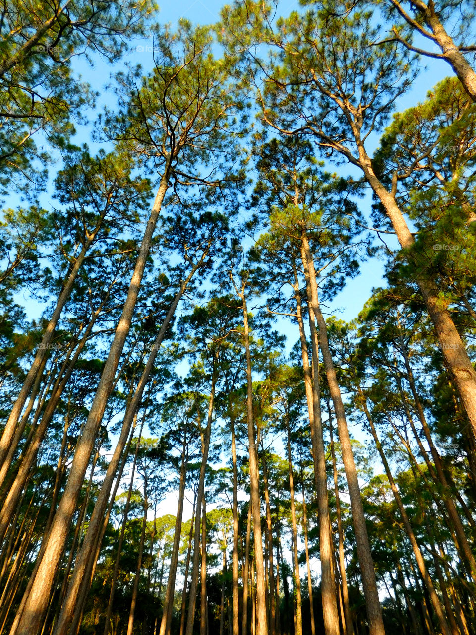 A Forest in every season! The forest's smell was fresh and organic! You could hear rustling as the wildlife scattered as the twigs were crunching under my feet. The trees were the towers of the forest. There are forests for all four seasons which display their own individual characteristics!