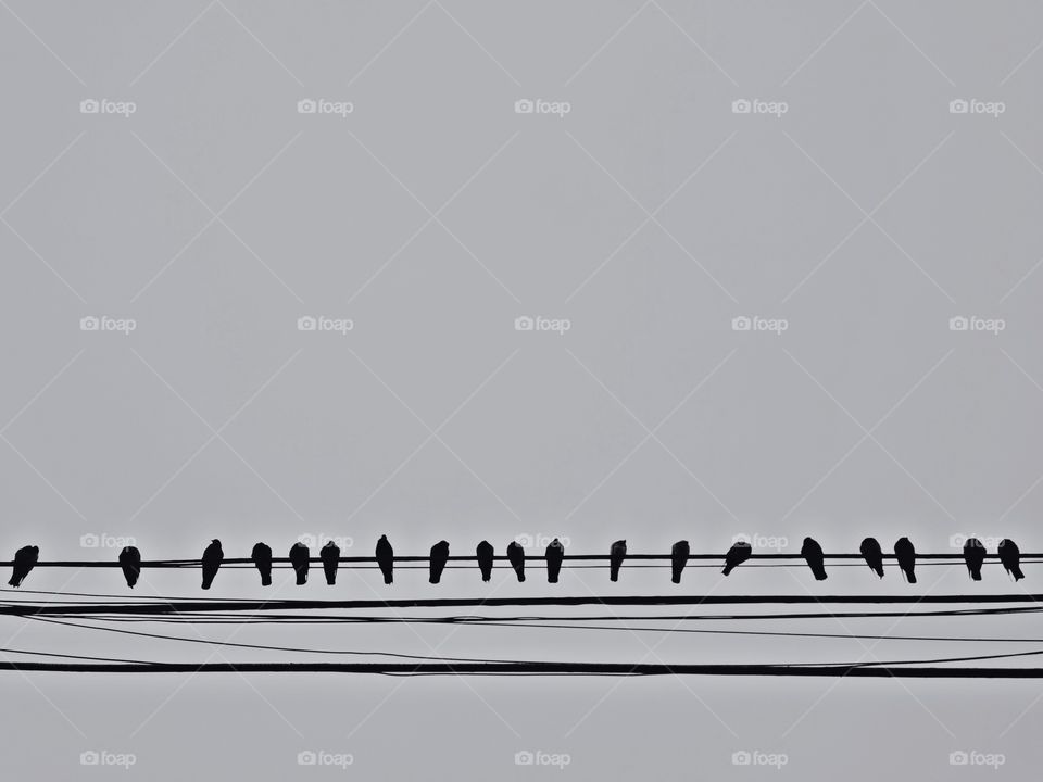 Birds on a wire 