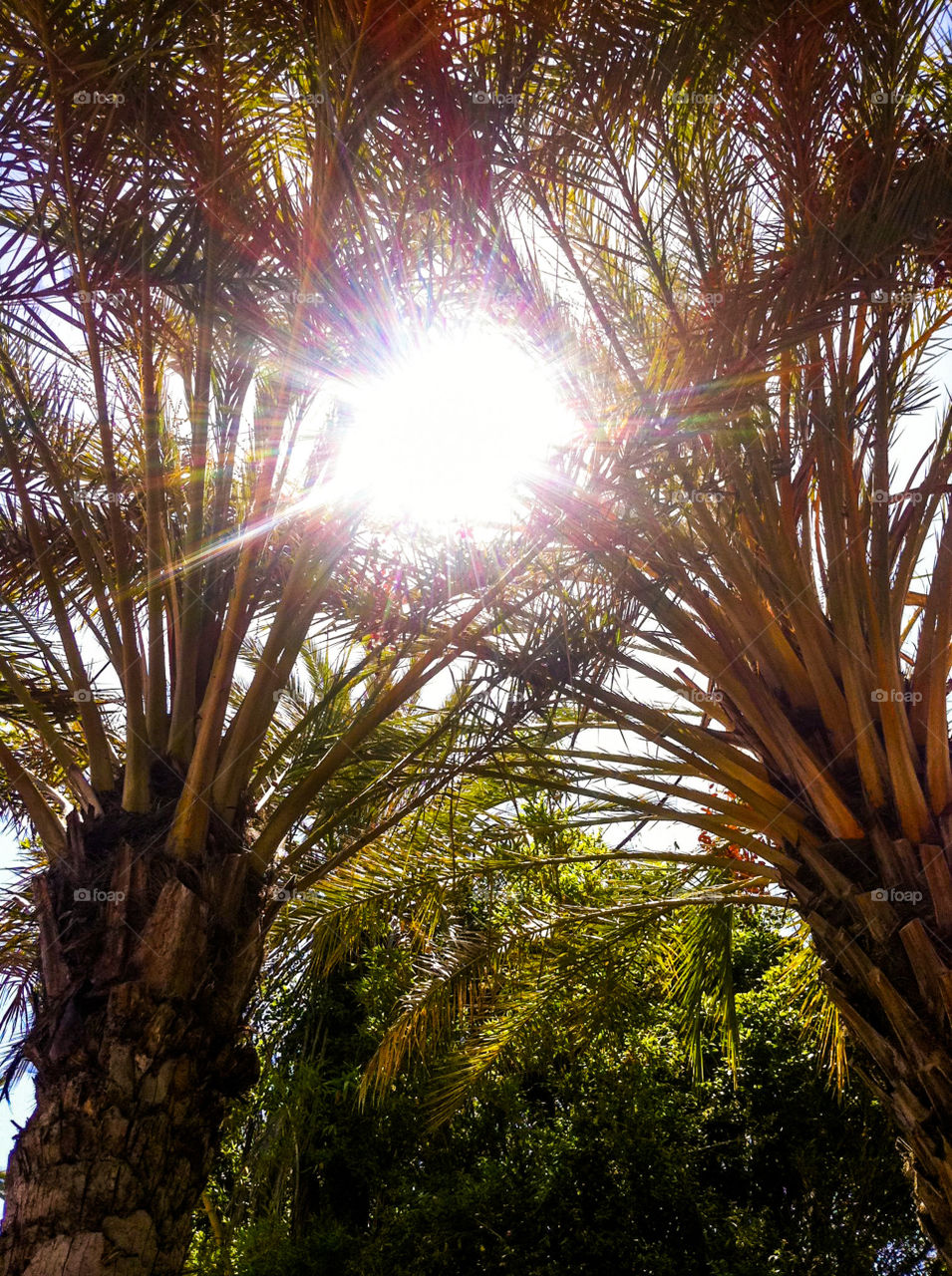 Palms In San Diego