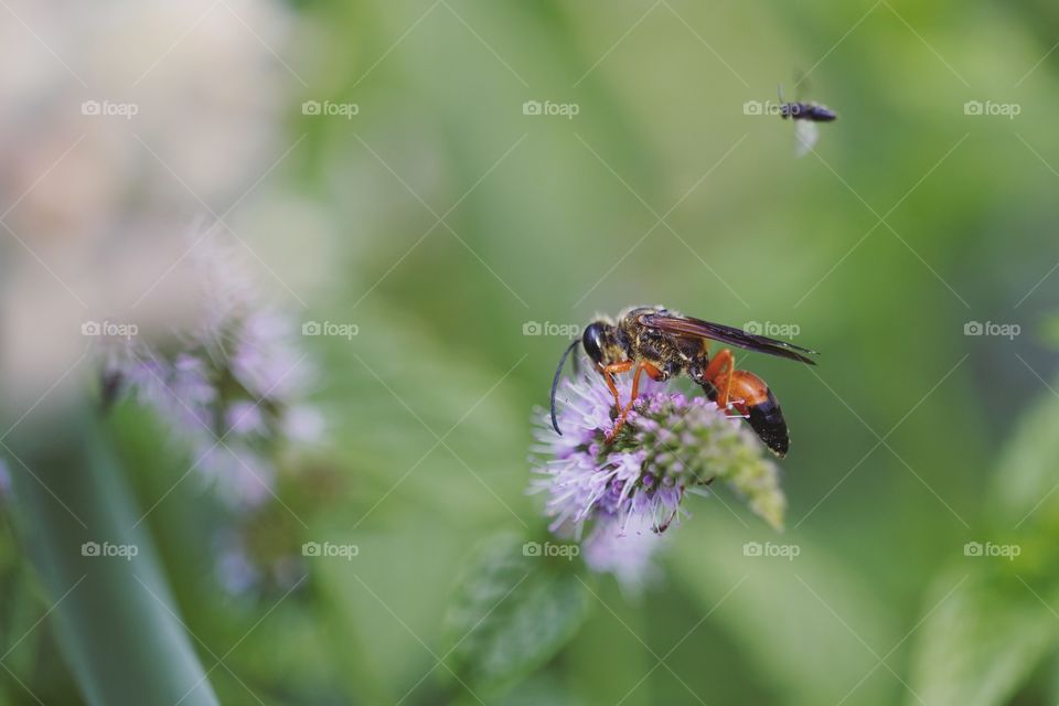 Close-up of insect pollinating flower