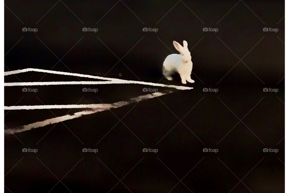 White rabbit 
