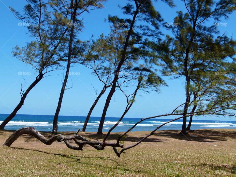 Mauritian beach