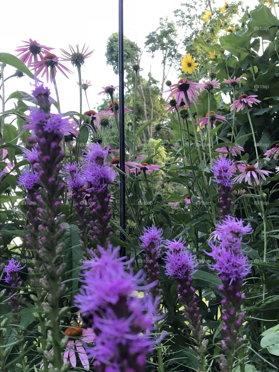 Purple perennials 