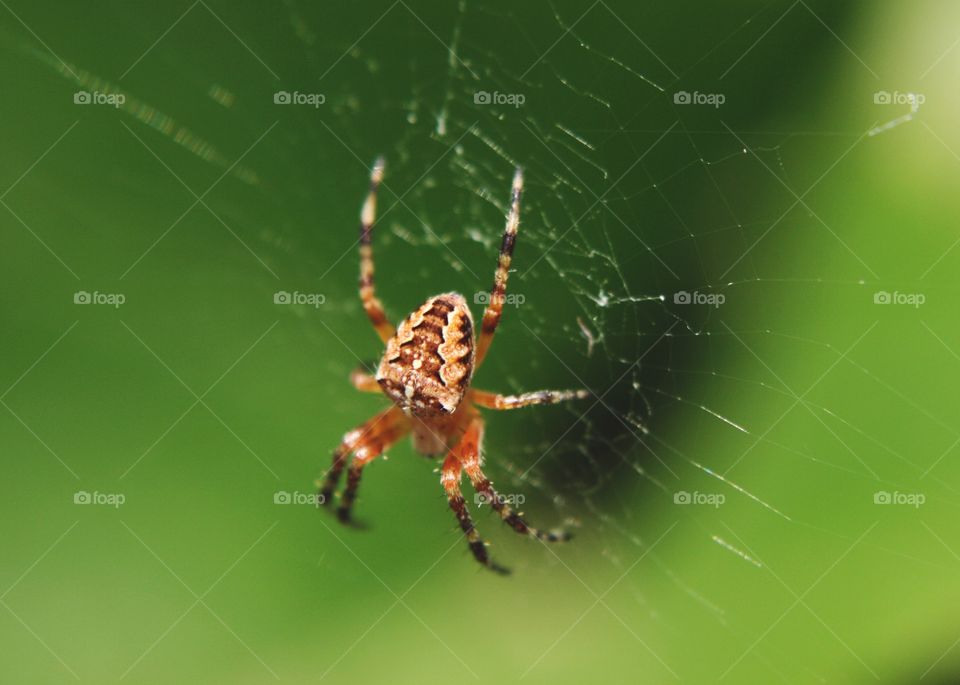 Spider on spider web