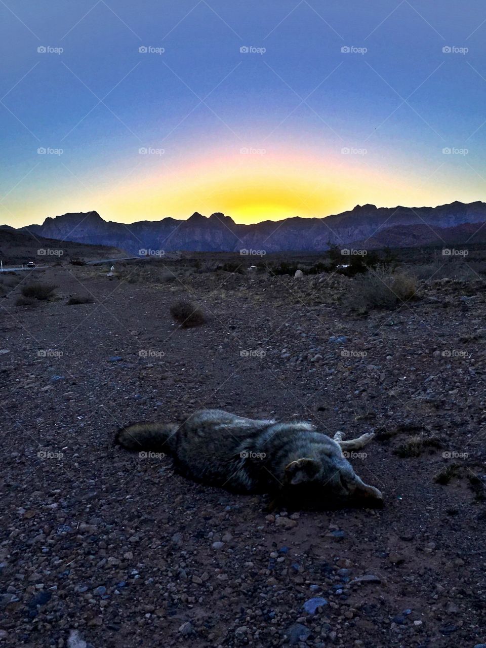 Coyote in Nevada