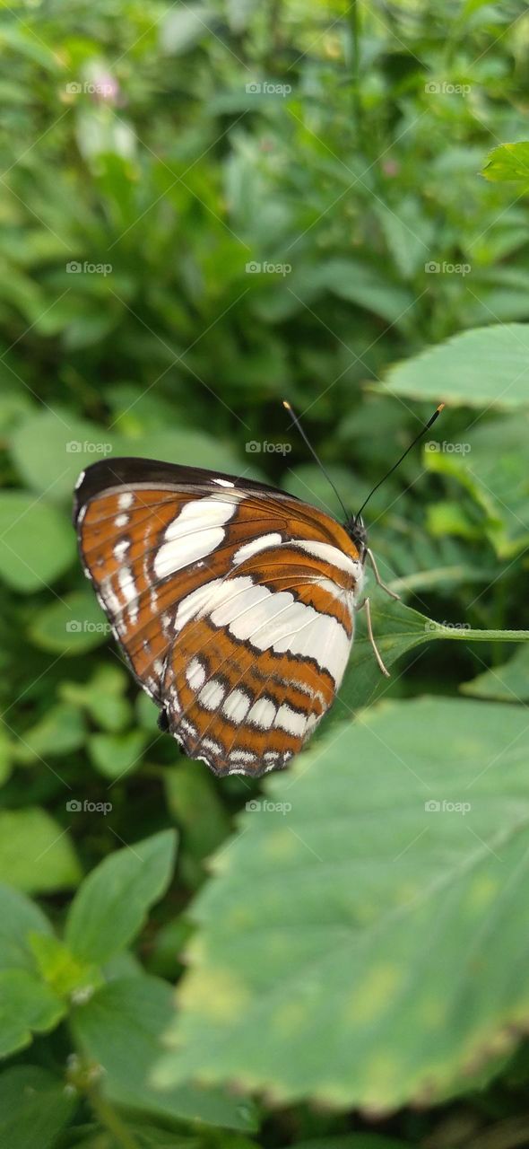 This type of butterfly has a dark brown wing base color with a row of spots that line up to form a ribbon.