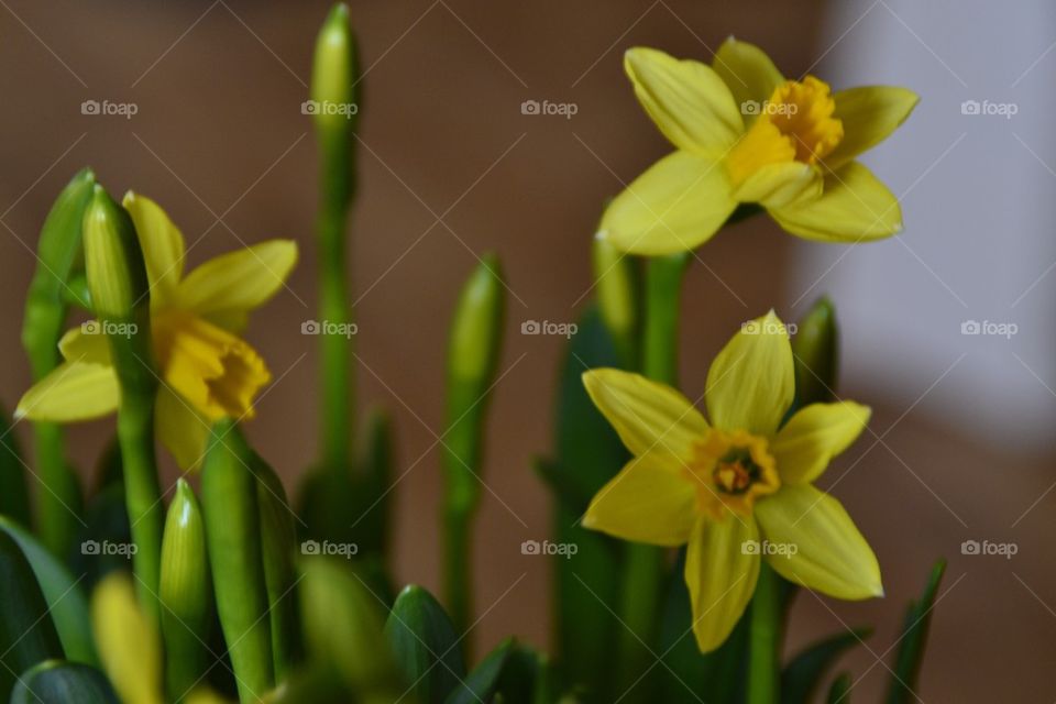 Daffodil 