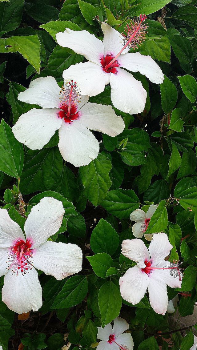 "Hibiscus"