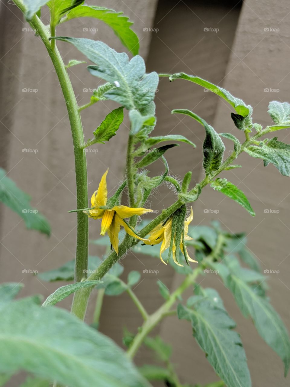tomato plants