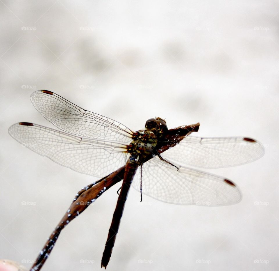 Dragonfly on a stick