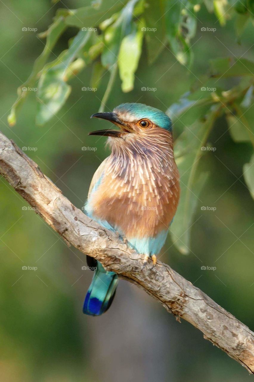 Indian bird