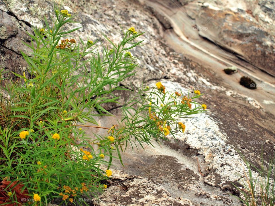 Wild flowers on granite