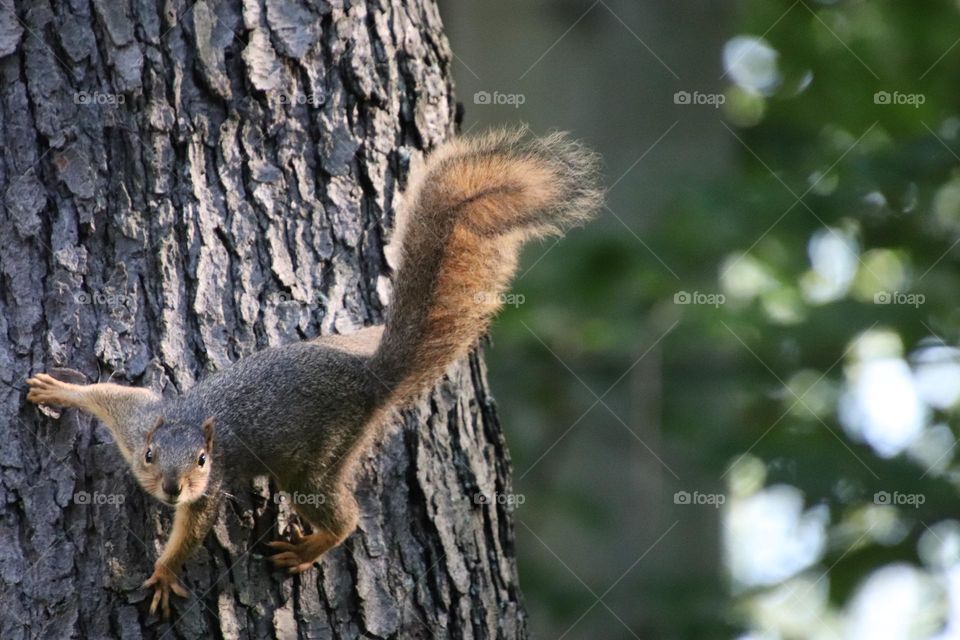 Squirrel in tree 