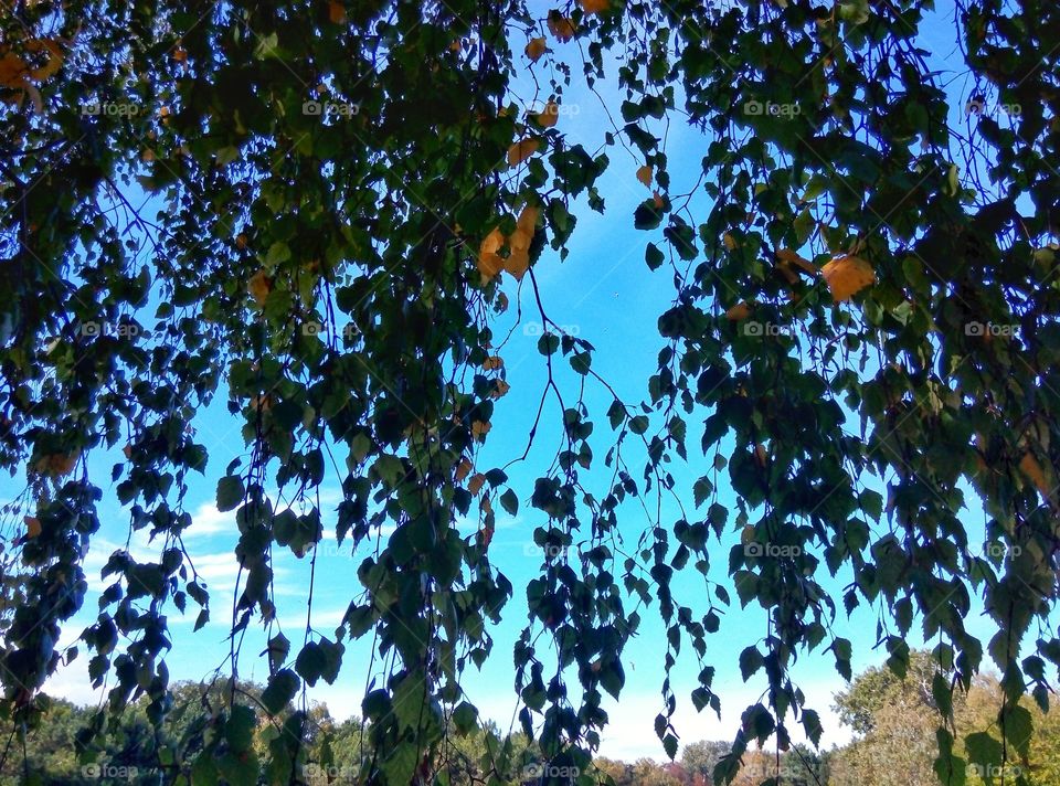 foliage and sky листва и небо