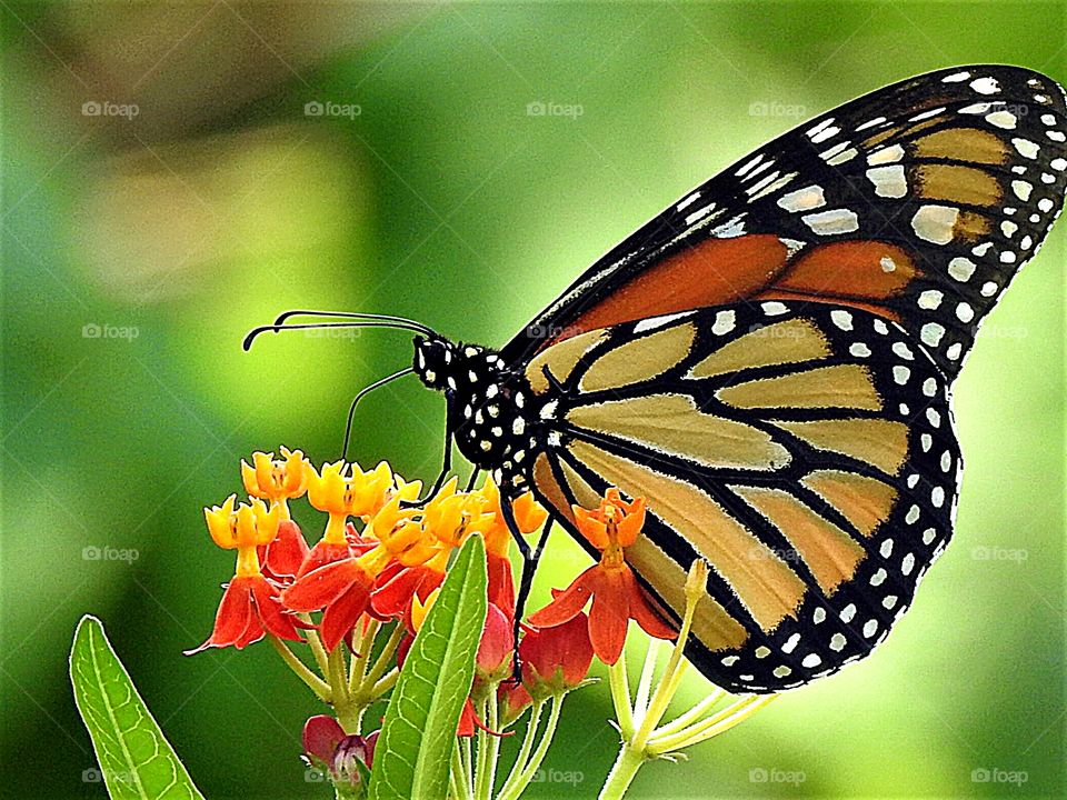 A beautiful Monarch butterfly 🦋