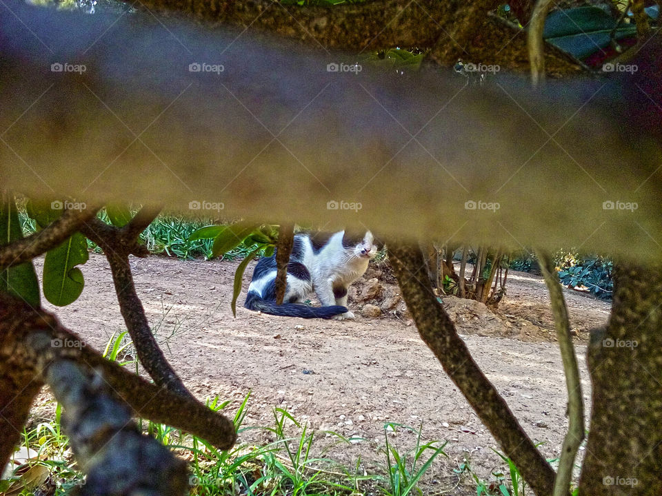 Peeking Cat Under the Hedge