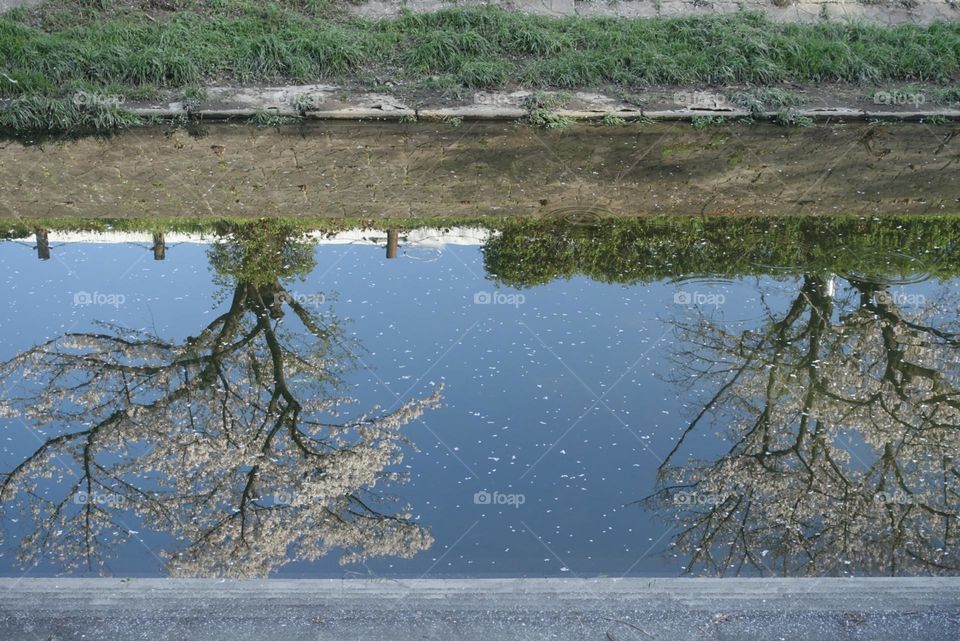 Cherry blossoms reflected on the water.