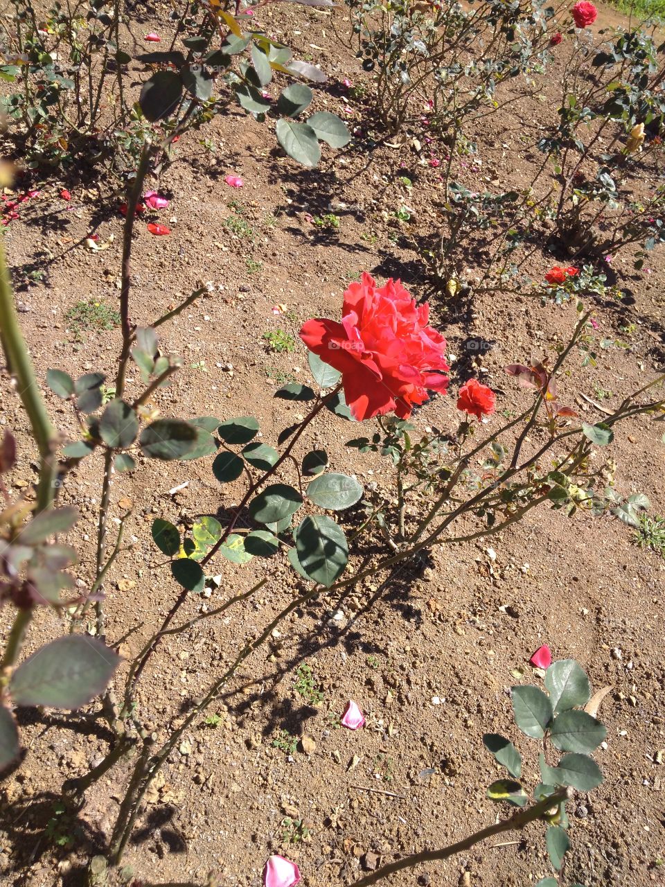 red rose 🌹