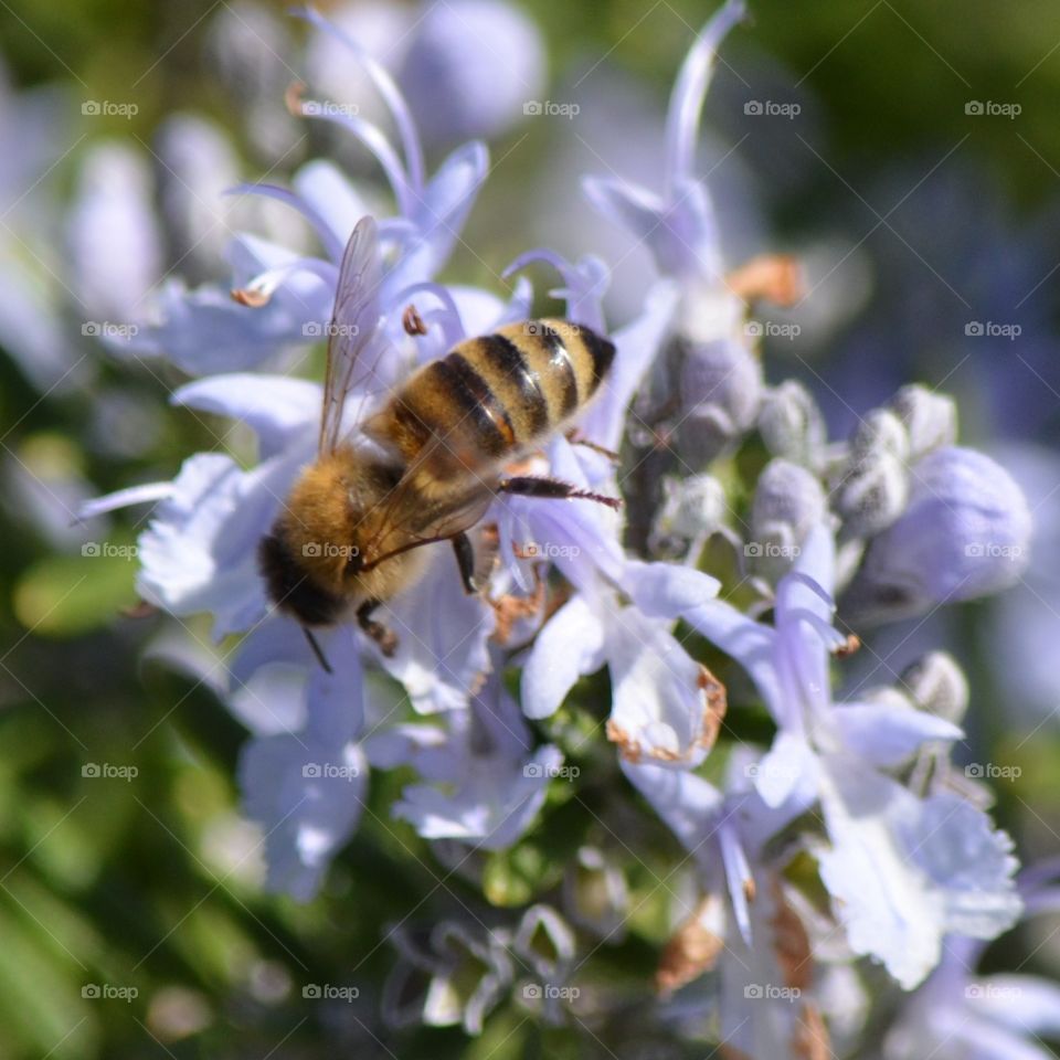 Honey Bee Rosemary