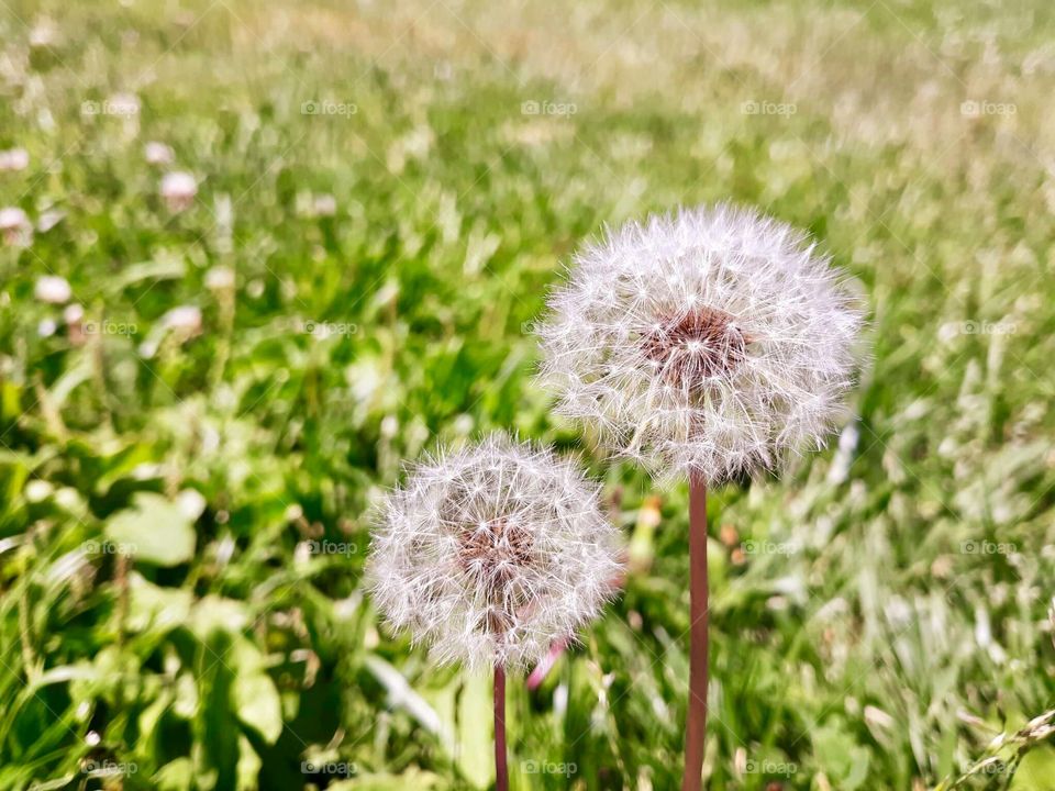 Dandelions