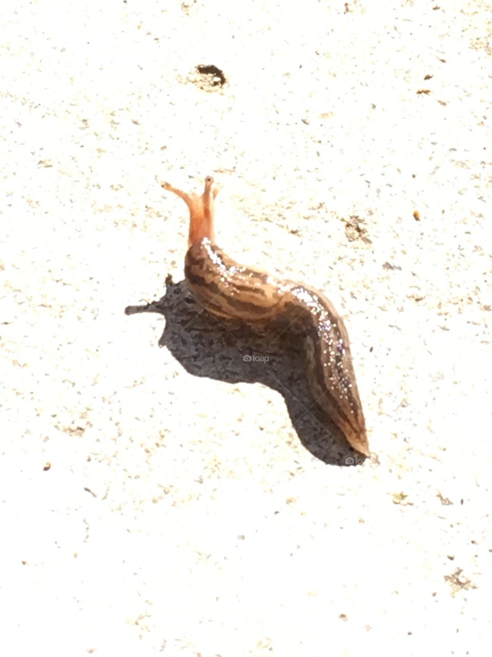 Baby slug