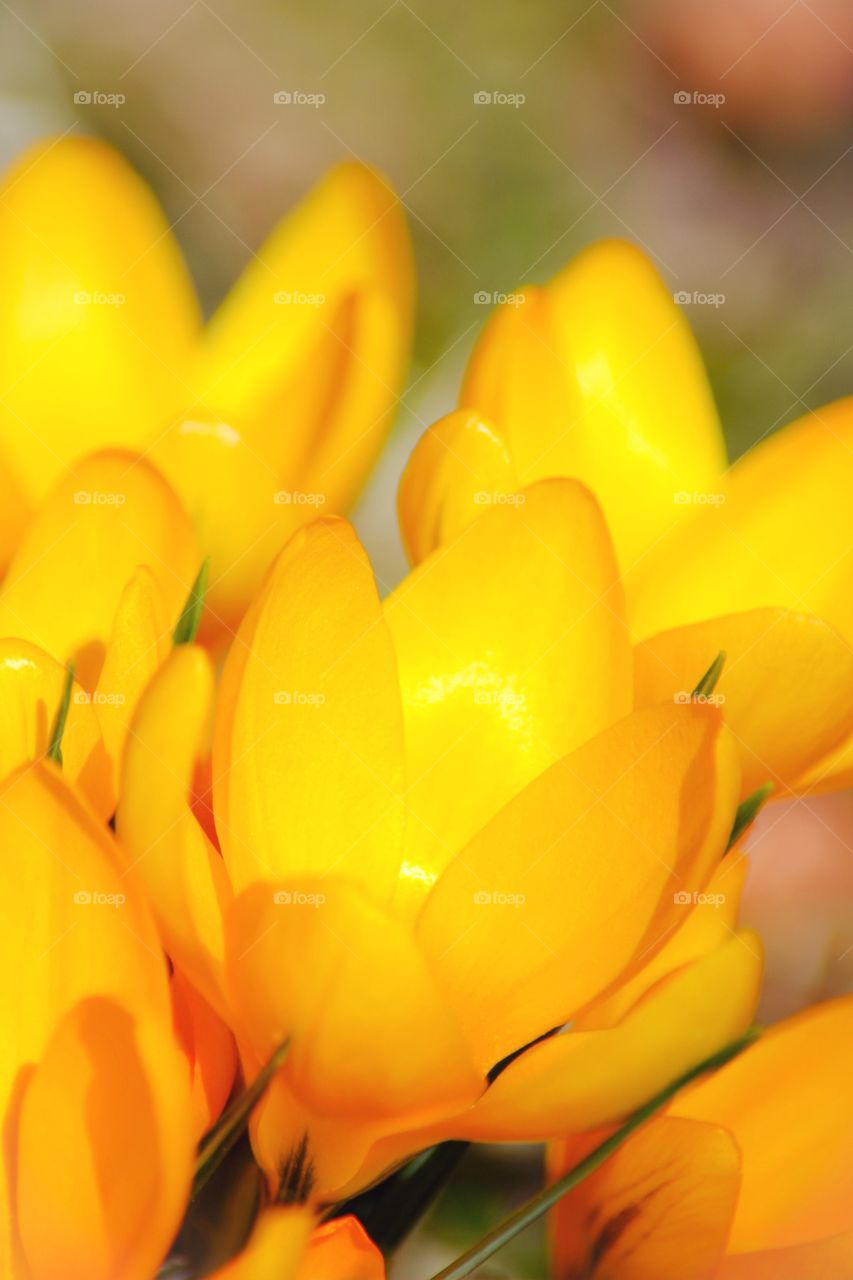 Yellow crocus