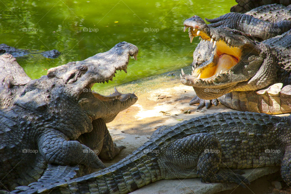 THE CROCODILES AT NOON NOOK GARDEN PATTAYA THAILAND