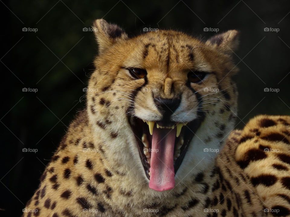 Cheetah roaring 