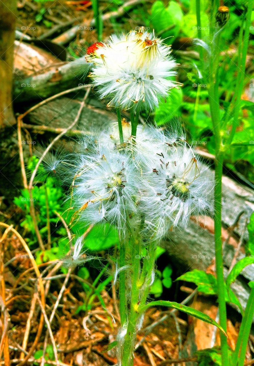 Flowers spoiled by wind