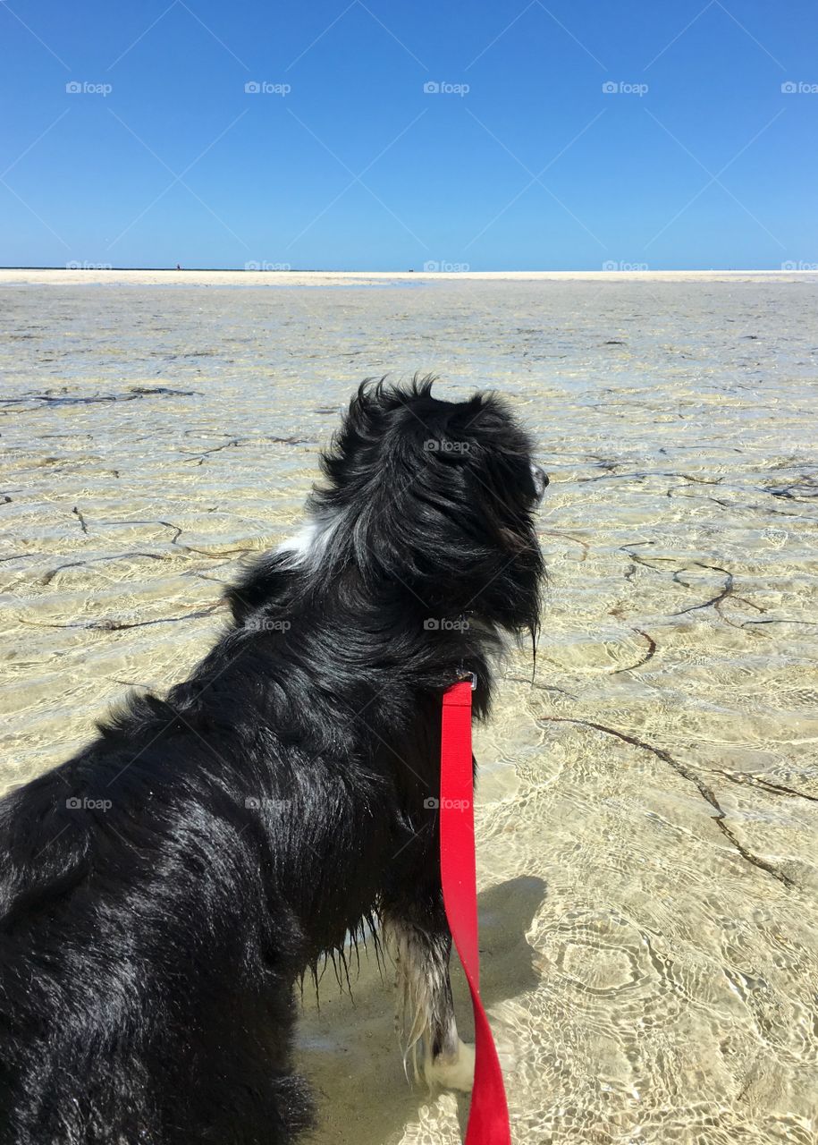 Extreme low tide; wet border collie sheepdog on red leash staring at ocean horizon 