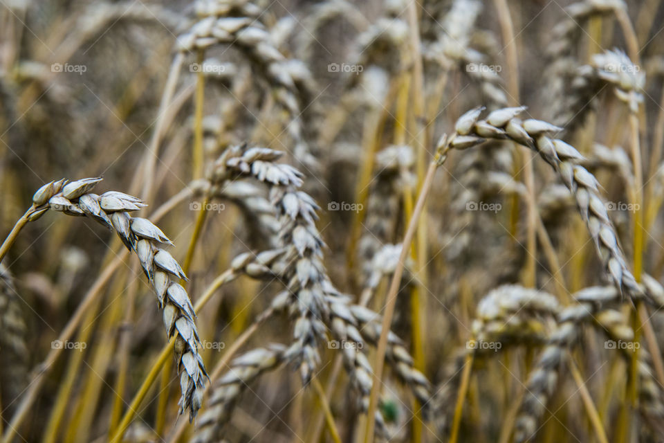 Close-up of wheat plant