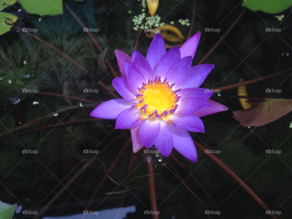 purple lotus