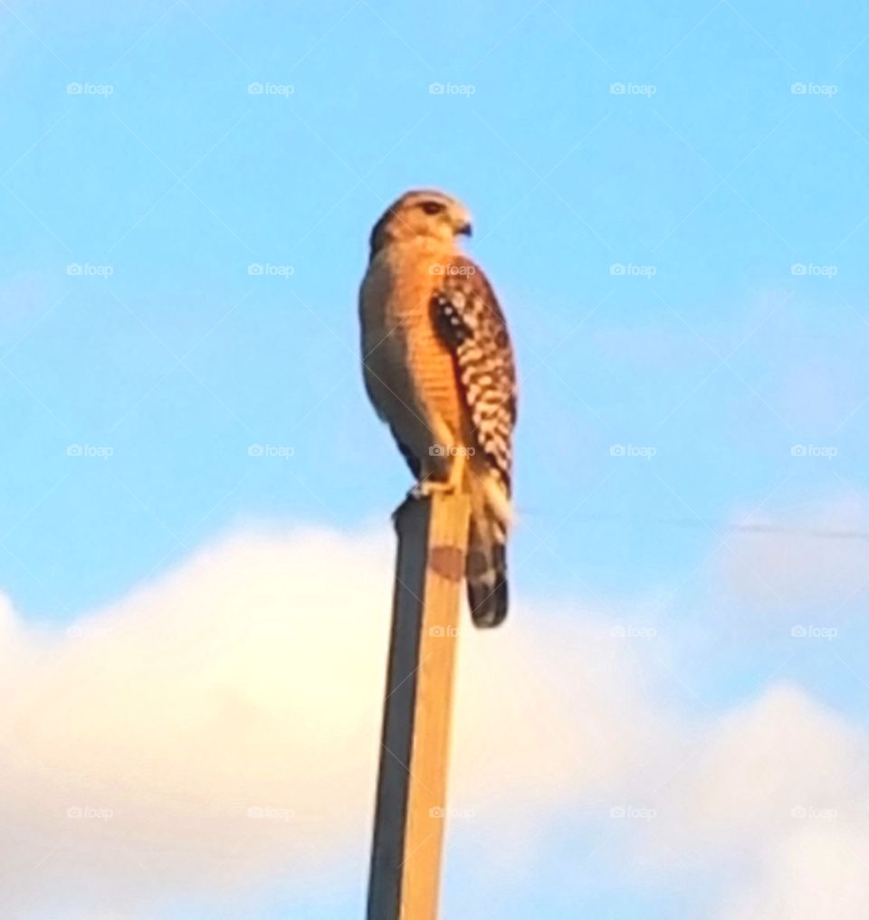 hawks landing in the Everglades