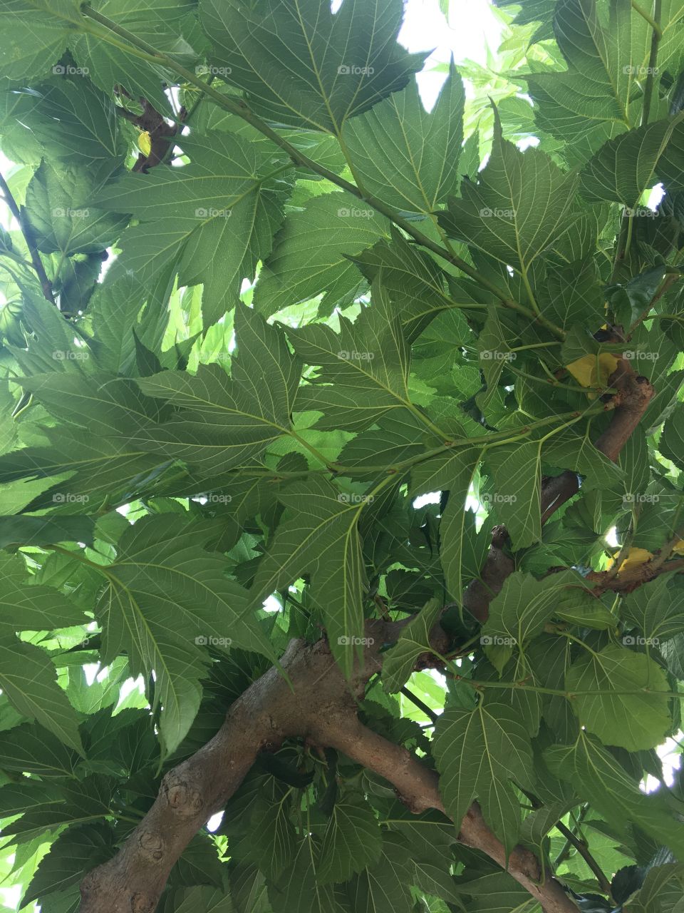 Under the foliage in summertime 
