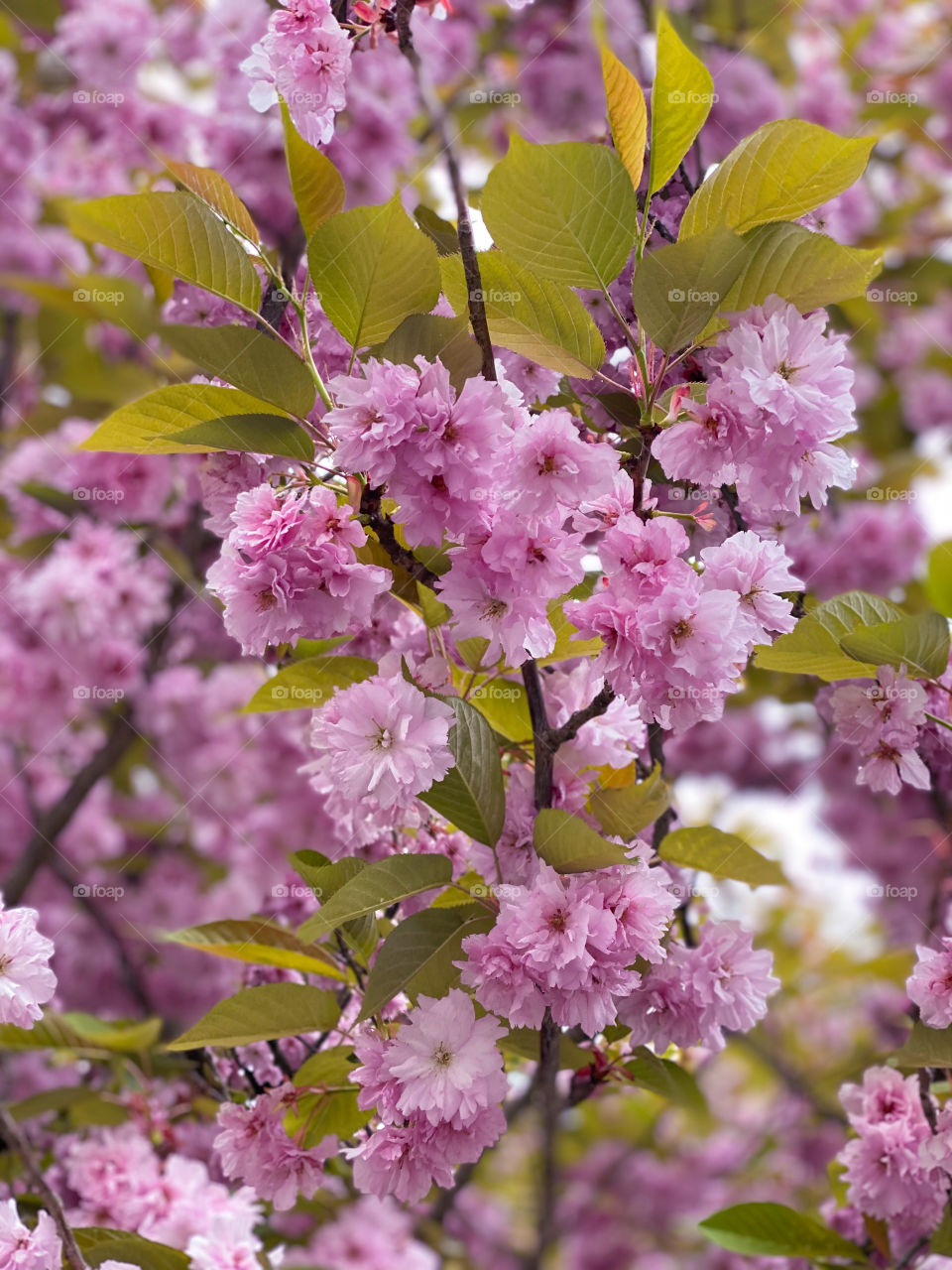 spring blooming tree with pink large flowers.  tree, pink flowers, spring, leaves, beauty, nature, many flowers