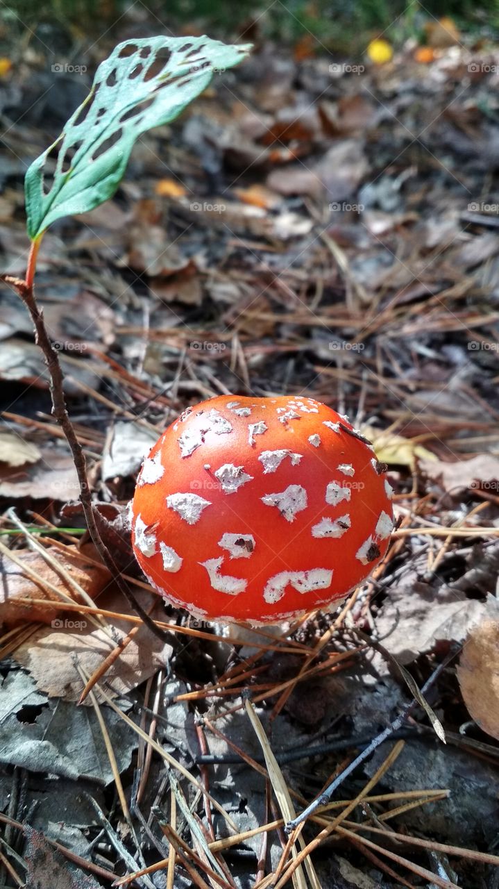 Red mushroom