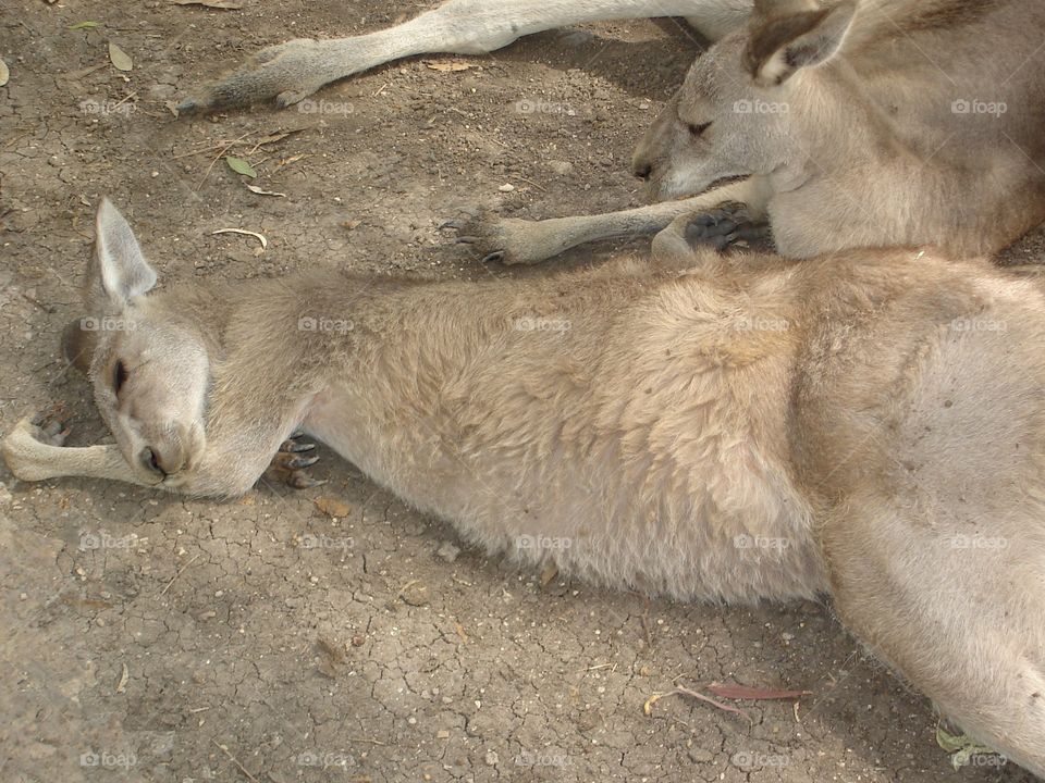 Kangaroo Sleeping