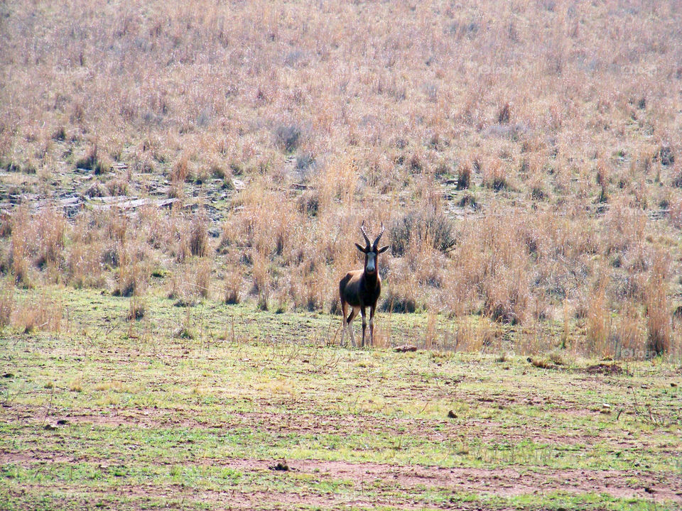 Antelope in the highveld of South Africa during the dry winter season