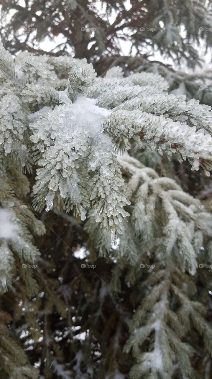frozen pine