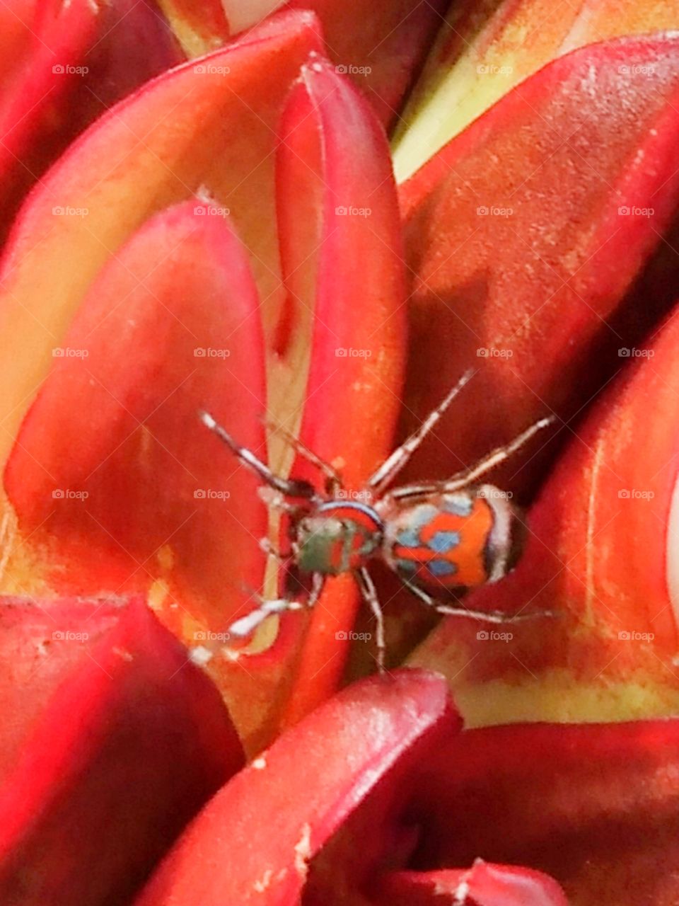 The spider love the flower too.