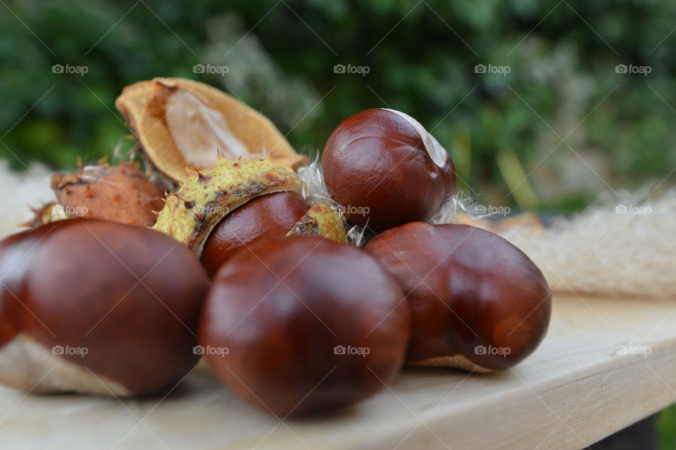 chestnut and burr. garden time